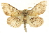  (Cleora sp - CCDB-19583-A02)  @14 [ ] CreativeCommons - Attribution (2012) CBG Photography Group Centre for Biodiversity Genomics