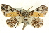  ( - CCDB-19583-A05)  @15 [ ] CreativeCommons - Attribution (2012) CBG Photography Group Centre for Biodiversity Genomics