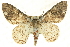  ( - CCDB-19583-B07)  @14 [ ] CreativeCommons - Attribution (2012) CBG Photography Group Centre for Biodiversity Genomics
