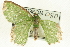  ( - CCDB-19583-D10)  @13 [ ] CreativeCommons - Attribution (2012) CBG Photography Group Centre for Biodiversity Genomics
