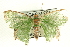  ( - CCDB-19583-D11)  @13 [ ] CreativeCommons - Attribution (2012) CBG Photography Group Centre for Biodiversity Genomics