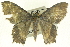  (Hemithea obscurata - CCDB-19583-F08)  @14 [ ] CreativeCommons - Attribution (2012) CBG Photography Group Centre for Biodiversity Genomics