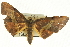  ( - CCDB-19584-B01)  @13 [ ] CreativeCommons - Attribution (2012) CBG Photography Group Centre for Biodiversity Genomics