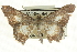  ( - CCDB-19584-C01)  @14 [ ] CreativeCommons - Attribution (2012) CBG Photography Group Centre for Biodiversity Genomics
