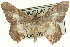 (Luxiaria undulataria - CCDB-19584-C02)  @15 [ ] CreativeCommons - Attribution (2012) CBG Photography Group Centre for Biodiversity Genomics