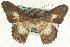 ( - CCDB-19584-C03)  @14 [ ] CreativeCommons - Attribution (2012) CBG Photography Group Centre for Biodiversity Genomics