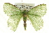  ( - CCDB-19584-C10)  @13 [ ] CreativeCommons - Attribution (2012) CBG Photography Group Centre for Biodiversity Genomics