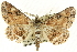  (Cleora hospita - CCDB-19584-H03)  @15 [ ] CreativeCommons - Attribution (2012) CBG Photography Group Centre for Biodiversity Genomics