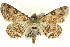  ( - CCDB-19584-H04)  @14 [ ] CreativeCommons - Attribution (2012) CBG Photography Group Centre for Biodiversity Genomics