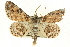  ( - CCDB-19584-H05)  @14 [ ] CreativeCommons - Attribution (2012) CBG Photography Group Centre for Biodiversity Genomics