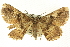  ( - CCDB-19584-H09)  @13 [ ] CreativeCommons - Attribution (2012) CBG Photography Group Centre for Biodiversity Genomics
