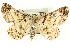  ( - CCDB-19585-B06)  @14 [ ] CreativeCommons - Attribution (2012) CBG Photography Group Centre for Biodiversity Genomics