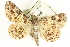  ( - CCDB-19585-B12)  @14 [ ] CreativeCommons - Attribution (2012) CBG Photography Group Centre for Biodiversity Genomics