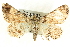 ( - CCDB-19585-C01)  @14 [ ] CreativeCommons - Attribution (2012) CBG Photography Group Centre for Biodiversity Genomics