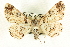  ( - CCDB-19585-C04)  @14 [ ] CreativeCommons - Attribution (2012) CBG Photography Group Centre for Biodiversity Genomics