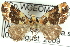  ( - CCDB-19585-D08)  @13 [ ] CreativeCommons - Attribution (2012) CBG Photography Group Centre for Biodiversity Genomics