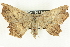  (Polyacme subpulchra - CCDB-19585-E10)  @14 [ ] CreativeCommons - Attribution (2012) CBG Photography Group Centre for Biodiversity Genomics