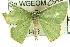  ( - CCDB-19585-G01)  @13 [ ] CreativeCommons - Attribution (2012) CBG Photography Group Centre for Biodiversity Genomics