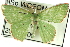  (Albinospila sp. AAB0431 - CCDB-19585-G04)  @14 [ ] CreativeCommons - Attribution (2012) CBG Photography Group Centre for Biodiversity Genomics