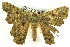  ( - CCDB-19585-G08)  @14 [ ] CreativeCommons - Attribution (2012) CBG Photography Group Centre for Biodiversity Genomics