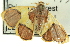  ( - CCDB-19585-H11)  @13 [ ] CreativeCommons - Attribution (2012) CBG Photography Group Centre for Biodiversity Genomics