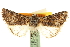  ( - CCDB-20285-A06)  @11 [ ] CreativeCommons - Attribution (2013) CBG Photography Group Centre for Biodiversity Genomics