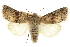  ( - CCDB-20285-B01)  @11 [ ] CreativeCommons - Attribution (2013) CBG Photography Group Centre for Biodiversity Genomics