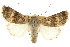  ( - CCDB-20285-B02)  @11 [ ] CreativeCommons - Attribution (2013) CBG Photography Group Centre for Biodiversity Genomics
