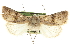  ( - CCDB-20285-B03)  @11 [ ] CreativeCommons - Attribution (2013) CBG Photography Group Centre for Biodiversity Genomics