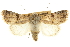  ( - CCDB-20285-B04)  @11 [ ] CreativeCommons - Attribution (2013) CBG Photography Group Centre for Biodiversity Genomics