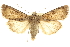  ( - CCDB-20285-C04)  @15 [ ] CreativeCommons - Attribution (2013) CBG Photography Group Centre for Biodiversity Genomics