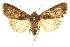  ( - CCDB-20285-C05)  @14 [ ] CreativeCommons - Attribution (2013) CBG Photography Group Centre for Biodiversity Genomics