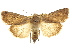  ( - CCDB-20285-D12)  @11 [ ] CreativeCommons - Attribution (2013) CBG Photography Group Centre for Biodiversity Genomics