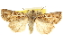  ( - CCDB-20285-E10)  @11 [ ] CreativeCommons - Attribution (2013) CBG Photography Group Centre for Biodiversity Genomics