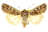  ( - CCDB-20285-G03)  @11 [ ] CreativeCommons - Attribution (2013) CBG Photography Group Centre for Biodiversity Genomics
