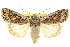  ( - CCDB-20285-G05)  @11 [ ] CreativeCommons - Attribution (2013) CBG Photography Group Centre for Biodiversity Genomics