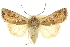  ( - CCDB-20285-G06)  @11 [ ] CreativeCommons - Attribution (2013) CBG Photography Group Centre for Biodiversity Genomics