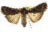  ( - CCDB-20285-H09)  @14 [ ] CreativeCommons - Attribution (2013) CBG Photography Group Centre for Biodiversity Genomics