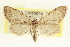  (Pimaphera - CCDB-20802-B05)  @15 [ ] CreativeCommons - Attribution (2013) CBG Photography Group Centre for Biodiversity Genomics