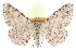  ( - CCDB-20802-B11)  @11 [ ] CreativeCommons - Attribution (2013) CBG Photography Group Centre for Biodiversity Genomics