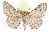  ( - CCDB-20802-B12)  @11 [ ] CreativeCommons - Attribution (2013) CBG Photography Group Centre for Biodiversity Genomics
