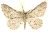  ( - CCDB-20802-C01)  @11 [ ] CreativeCommons - Attribution (2013) CBG Photography Group Centre for Biodiversity Genomics