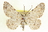  ( - CCDB-20802-C03)  @11 [ ] CreativeCommons - Attribution (2013) CBG Photography Group Centre for Biodiversity Genomics