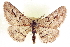  ( - CCDB-20802-F08)  @11 [ ] CreativeCommons - Attribution (2013) CBG Photography Group Centre for Biodiversity Genomics
