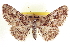  ( - CCDB-20802-F09)  @11 [ ] CreativeCommons - Attribution (2013) CBG Photography Group Centre for Biodiversity Genomics