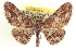  ( - CCDB-20802-G08)  @14 [ ] CreativeCommons - Attribution (2013) CBG Photography Group Centre for Biodiversity Genomics
