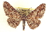  ( - CCDB-20802-G09)  @14 [ ] CreativeCommons - Attribution (2013) CBG Photography Group Centre for Biodiversity Genomics