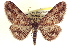  ( - CCDB-20802-G12)  @14 [ ] CreativeCommons - Attribution (2013) CBG Photography Group Centre for Biodiversity Genomics
