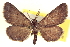  ( - CCDB-20802-H04)  @11 [ ] CreativeCommons - Attribution (2013) CBG Photography Group Centre for Biodiversity Genomics