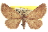  ( - CCDB-20802-H05)  @11 [ ] CreativeCommons - Attribution (2013) CBG Photography Group Centre for Biodiversity Genomics